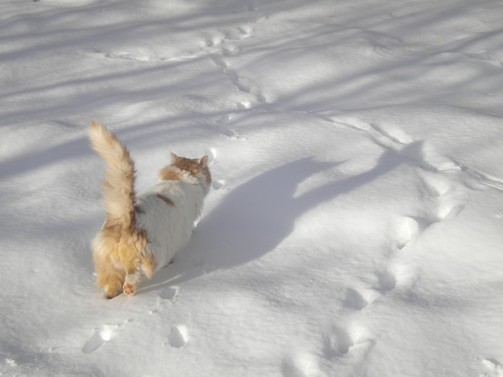 Cat walking in snow