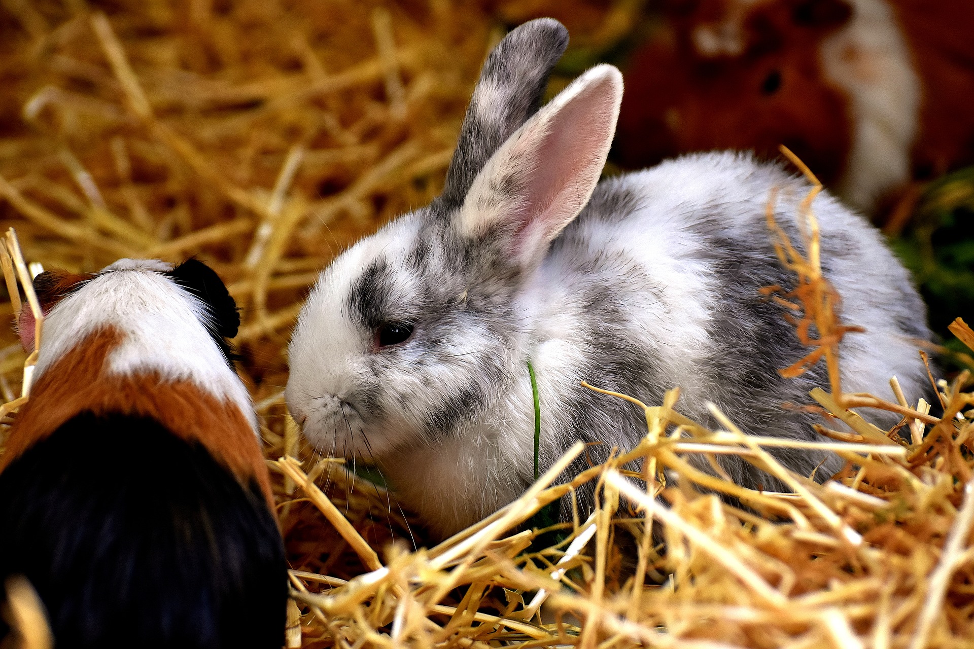 Rabbit and guinea pig