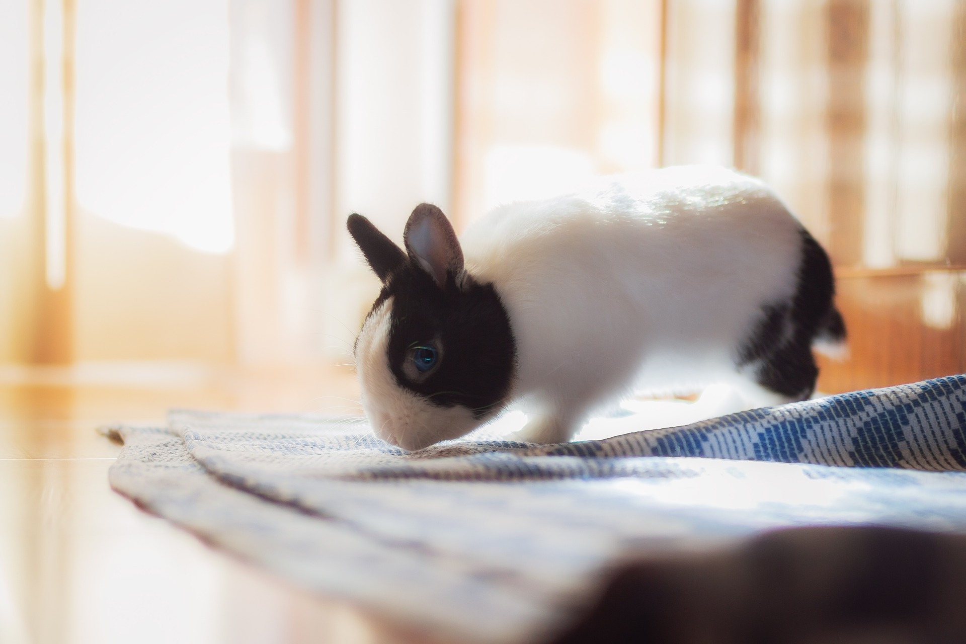 Rabbit indoors hopping