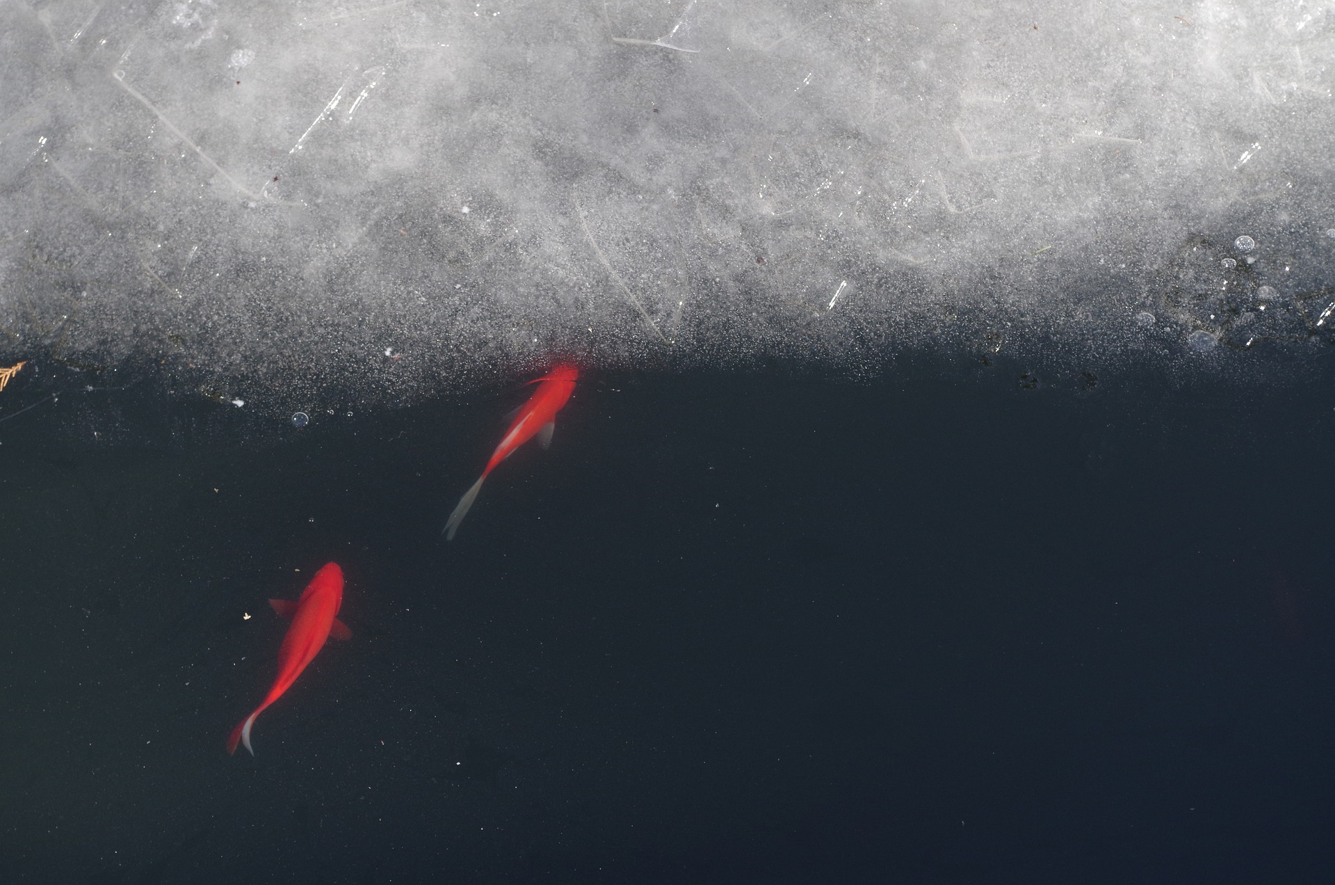 Fish in frozen pond
