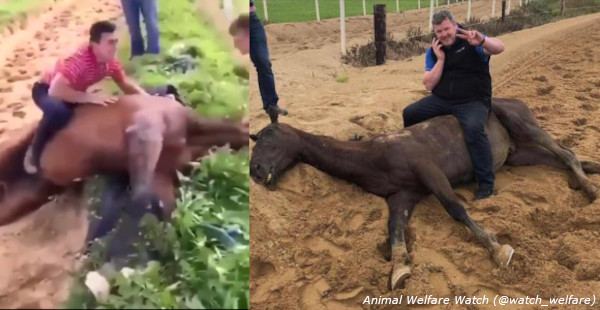 Lacks Integrity And Backbone Animal Aid Slams Racing Board S Decision Over Gordon Elliott Dead Horse Image Animal Aid
