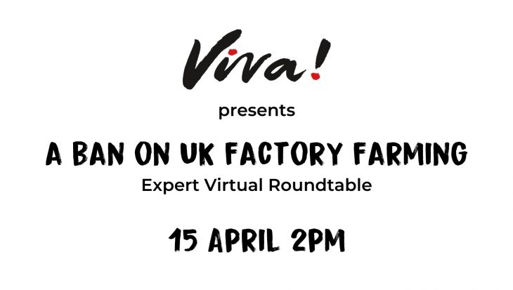 Viva! Ban UK Factory Farming webinar
