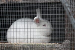 Investigation at the T&S Rabbits Atlow, Derbyshire site