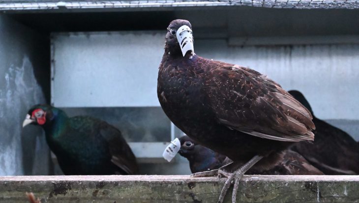 Game bird with oppressive beak shroud This is factory farming - Animal Aid