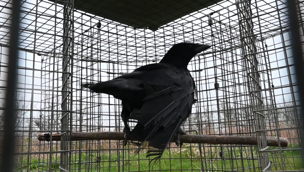 Cruelty in the countryside. Animal Aid's latest investigation into bird  traps - Animal Aid