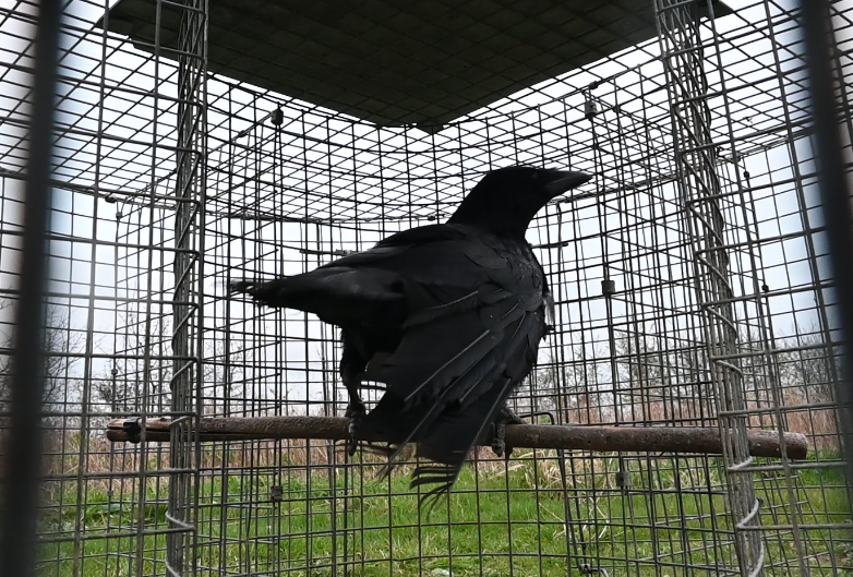 Cruelty in the countryside. Animal Aid's latest investigation into bird  traps - Animal Aid