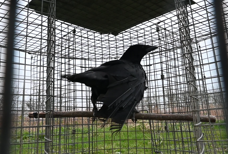 Animal and Bird Traps in our Countryside