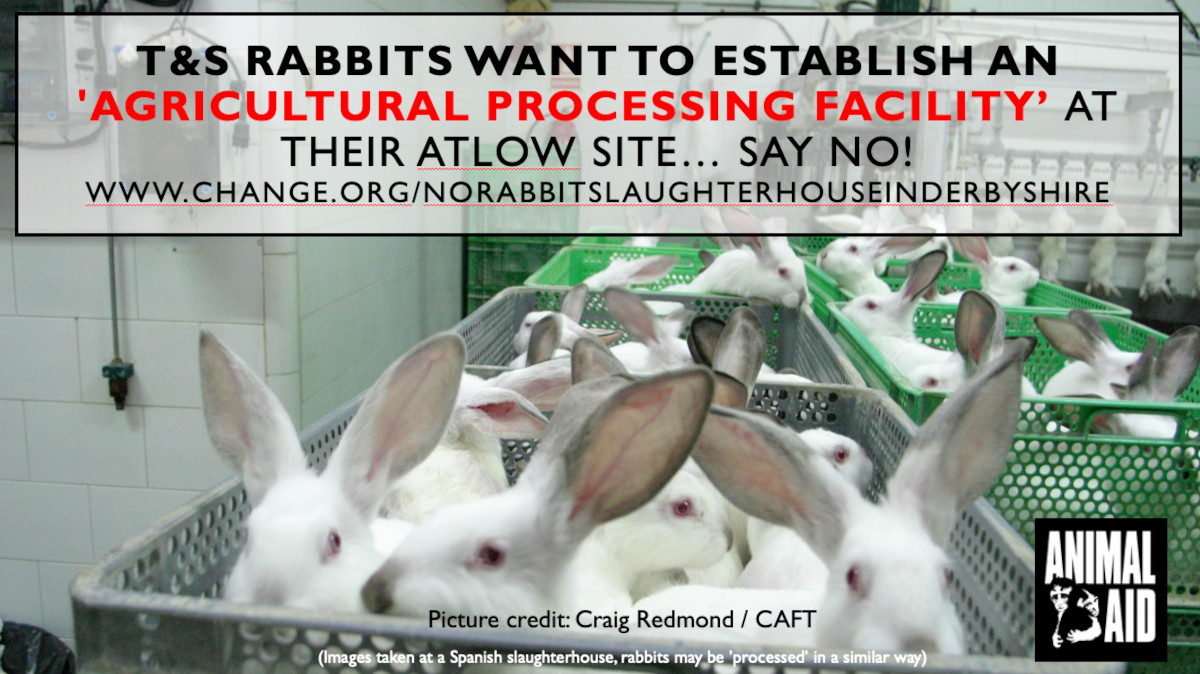 Help stop a rabbit 'processing' facility setting up at the T&S Rabbits Derbyshire site - Animal Aid Help stop a rabbit 'processing' facility setting up at the T&S Rabbits Derbyshire site - Animal Aid