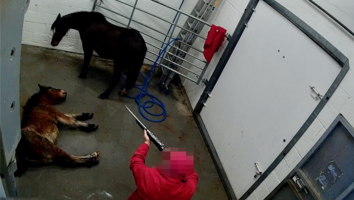 Ponies being slaughtered