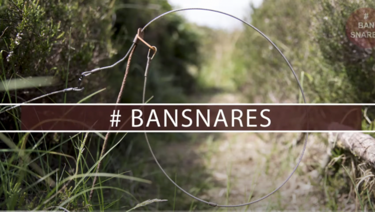 Screenshot 2021 08 17 at 12.22.41 Wales announces ban on snares