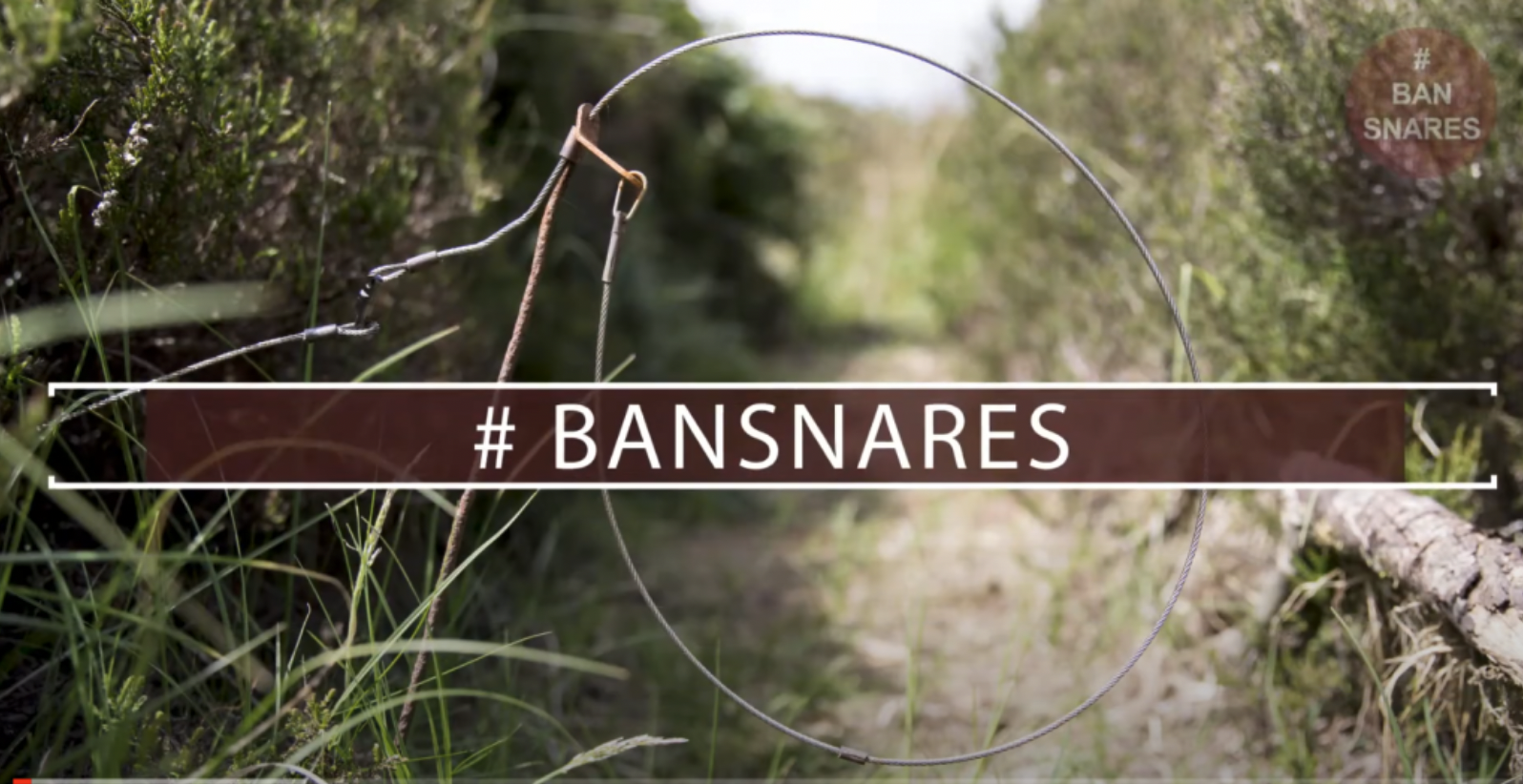 Screenshot 2021 08 17 at 12.22.41 Help ban snares – fill in the Scottish Consultation before 3 October!