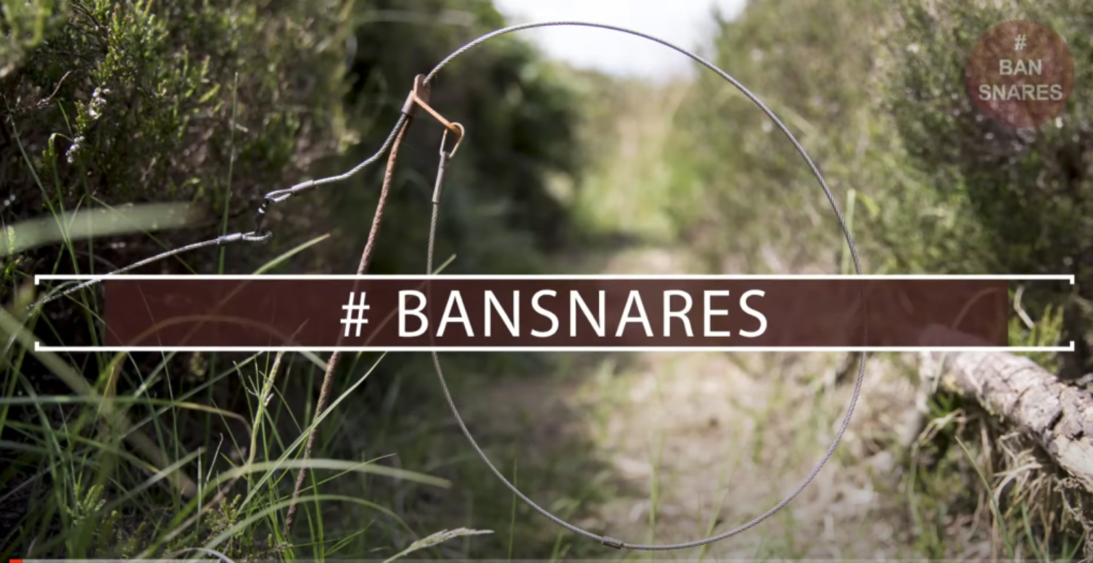 Screenshot 2021 08 17 at 12.22.41 Wales: Snares ban moves forward