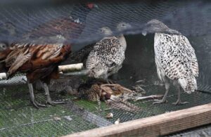 Undercover investigation reveals routine horror at game farms