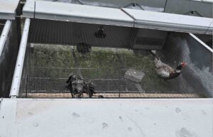 Undercover investigation reveals routine horror at game farms