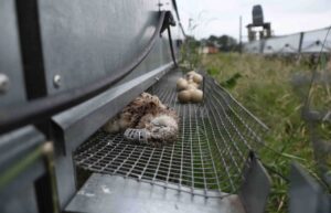 Undercover investigation reveals routine horror at game farms