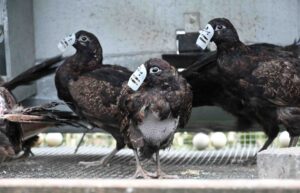 Undercover investigation reveals routine horror at game farms