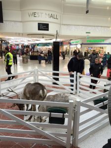 Reindeer in shopping centre