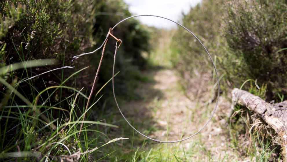 UK's leading mammal expert shows a ban on snaring is the only way