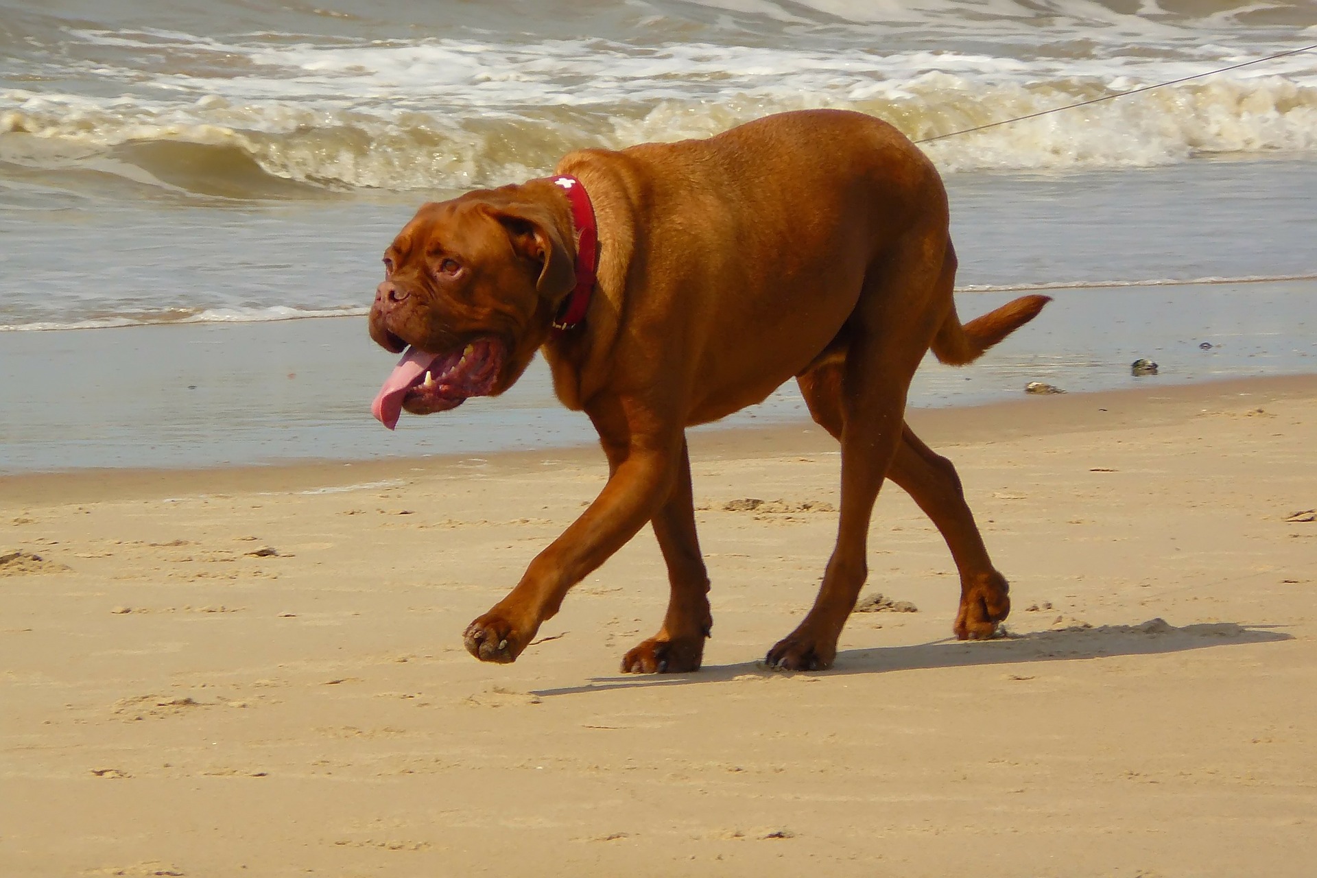 Dog on walk