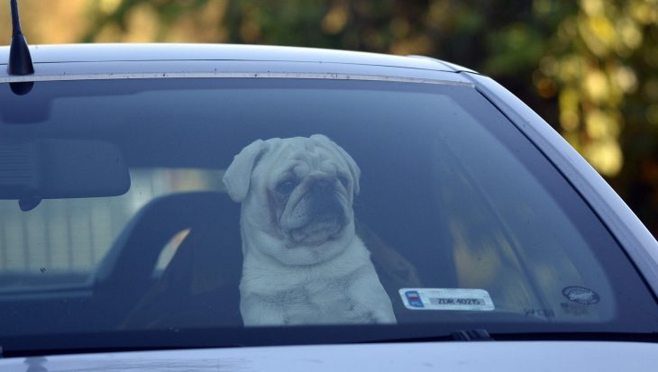 Dog in car