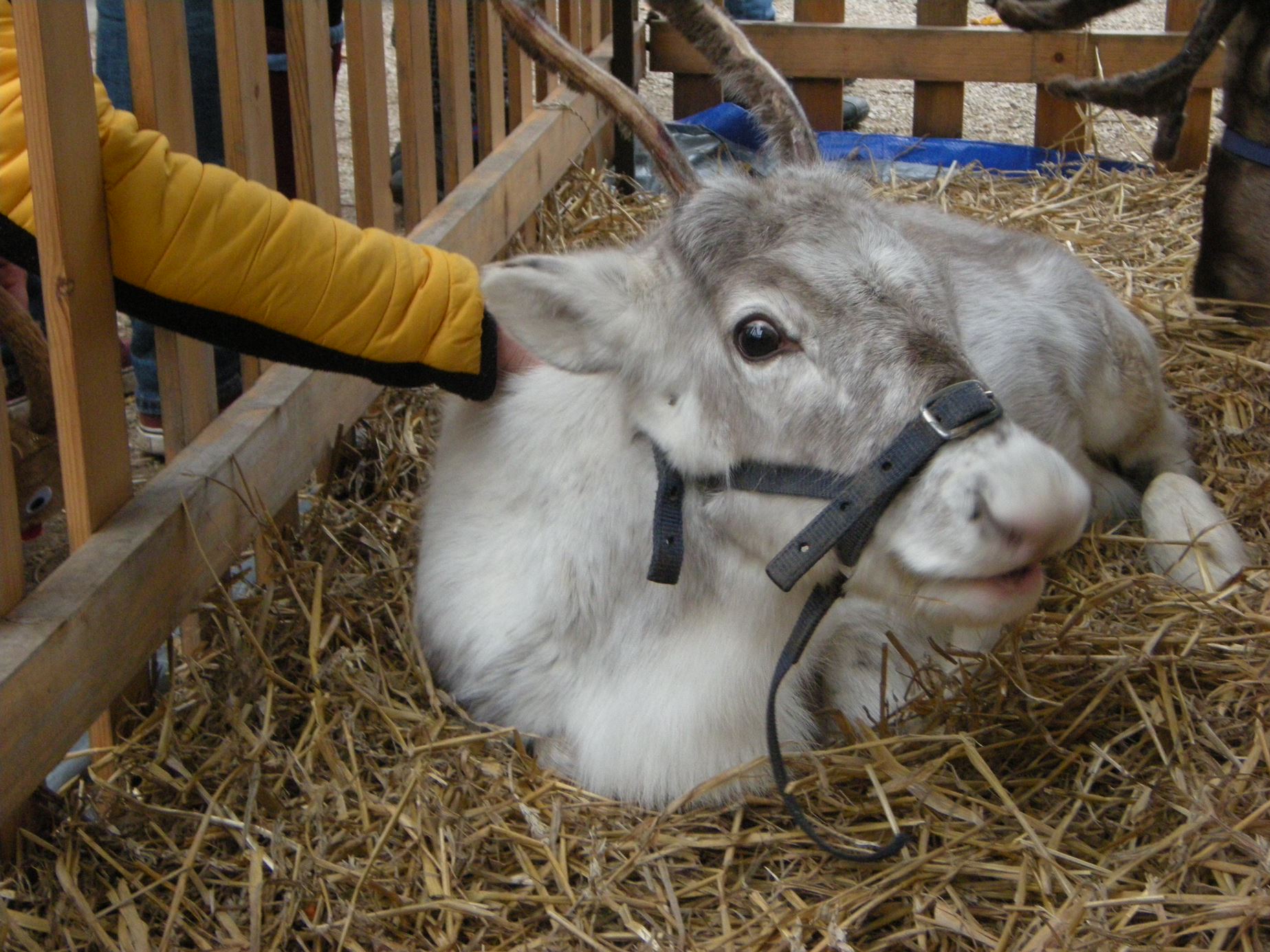 Young reindeer in UK town centre