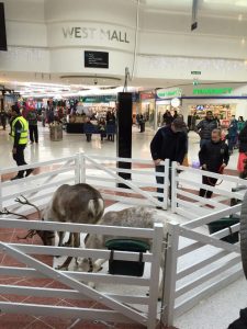 Reindeer on display in a shopping centre