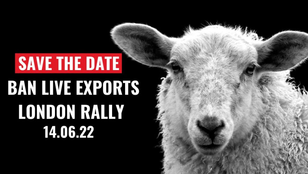 Ban Live Exports London Rally