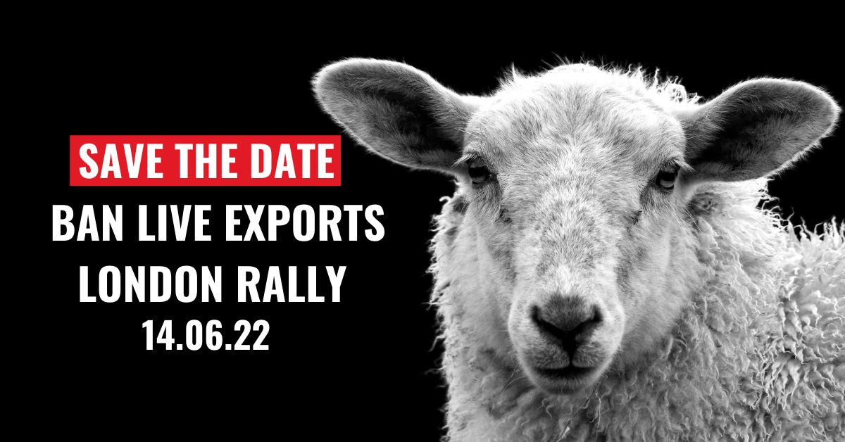 Ban Live Exports London Rally - Animal Aid