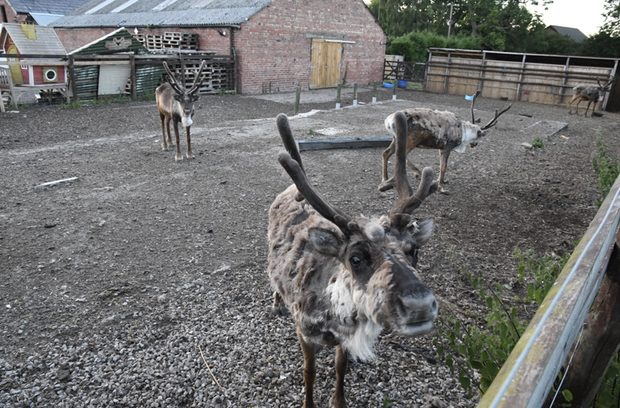 Cheshire Reindeer Lodge