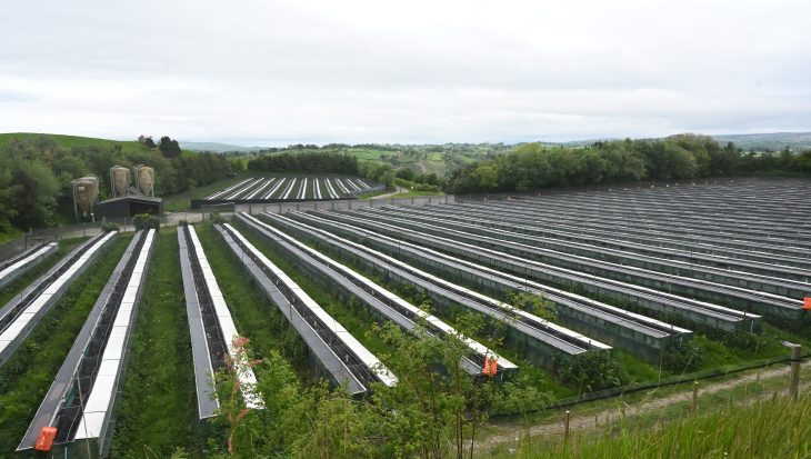 Raised laying cages at an industrial game farm