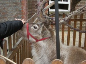 Reindeer displayed in a town centre