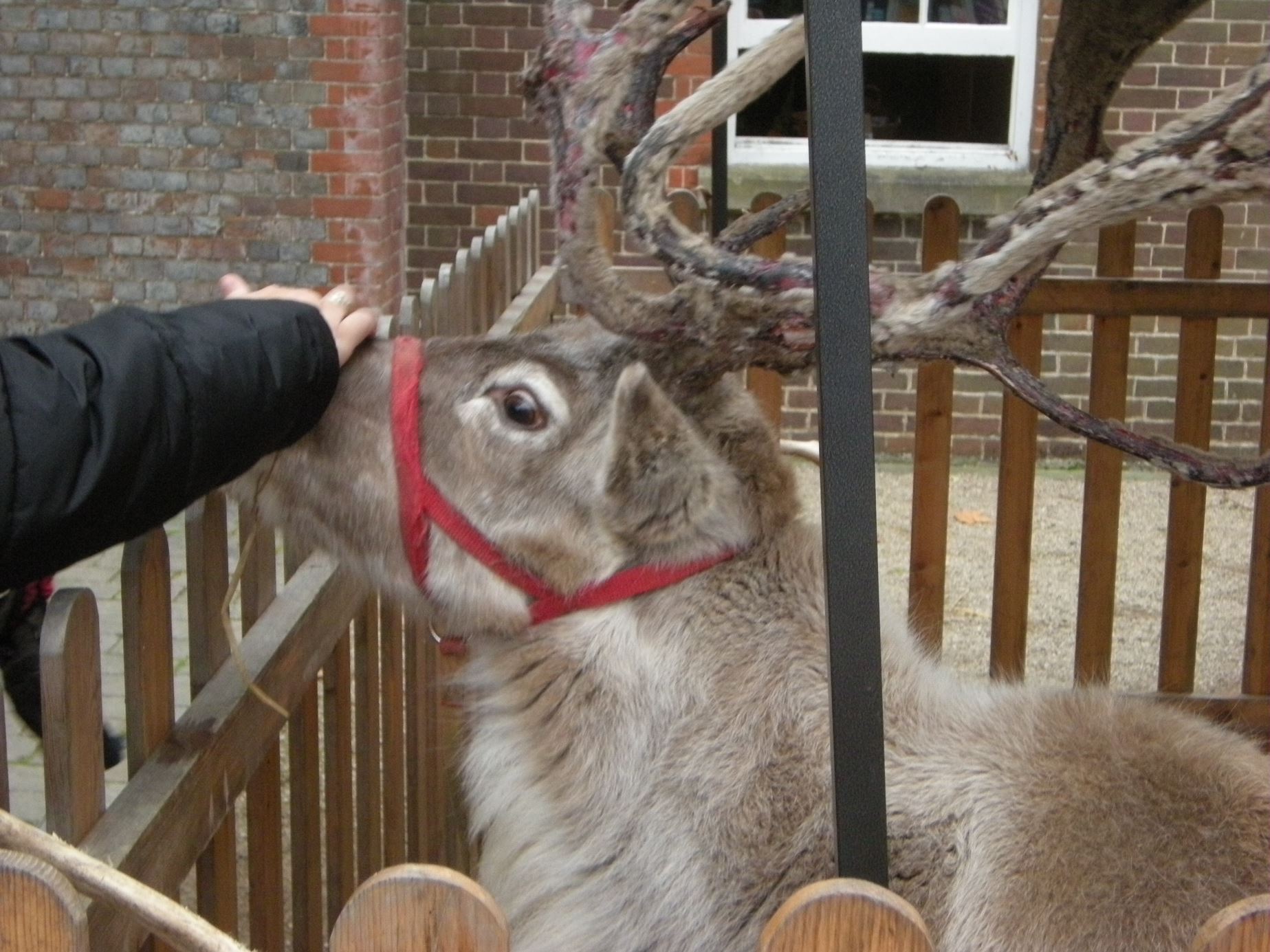 Reindeer displayed in a town centre