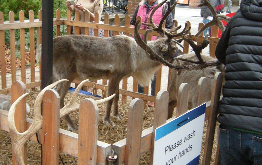 Reindeer displayed in a town centre