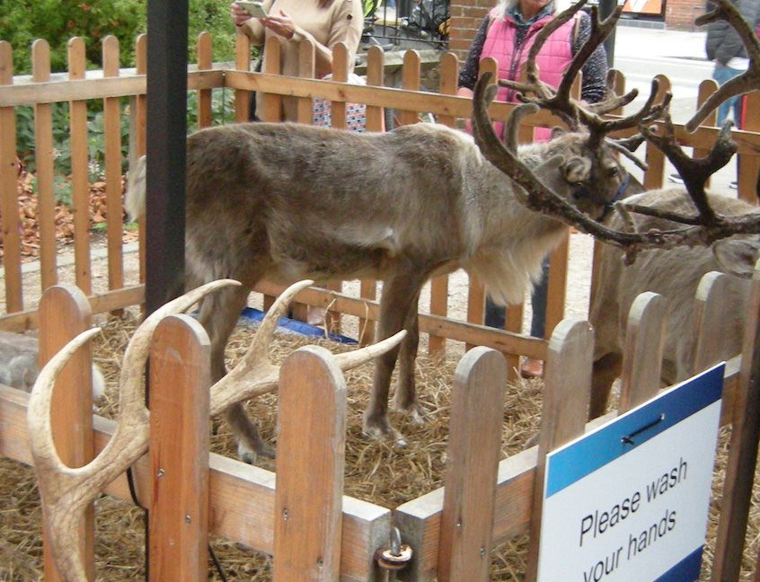 Reindeer at council switch-one event