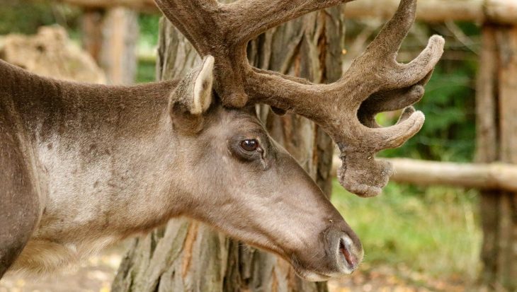 Reindeer Farm