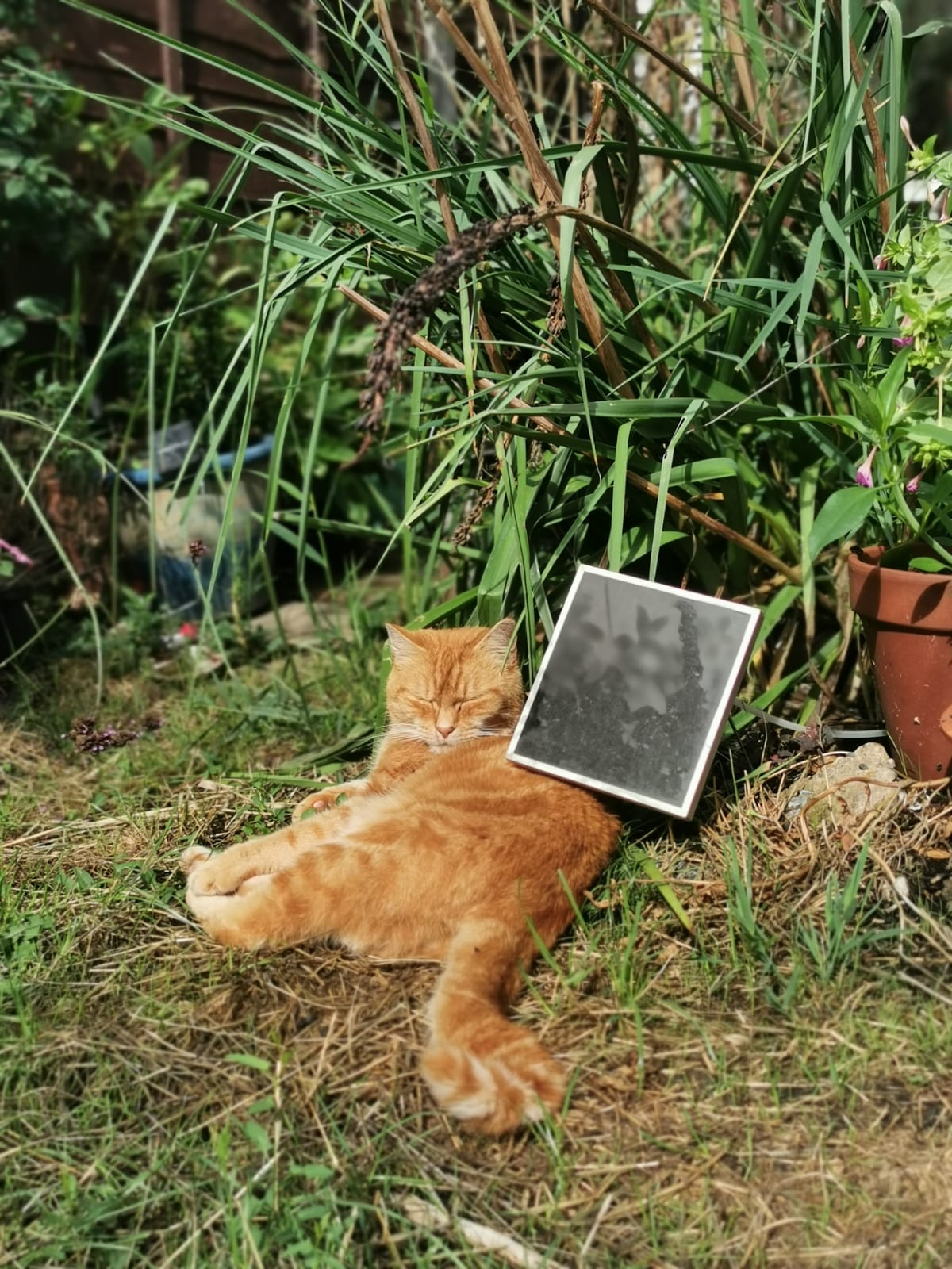 Gingey was adopted by Fiona from Celia Hammond in 2010