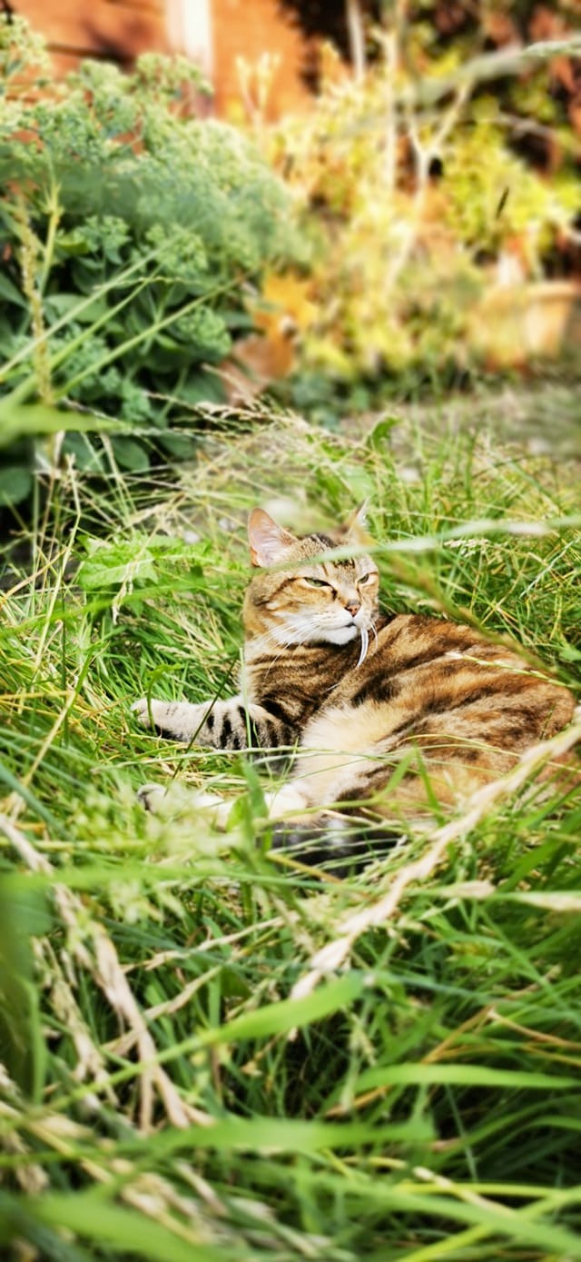 Squirrel was adopted by Fiona from Celia Hammond in 2010