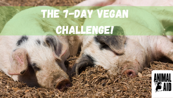 The 7 Day Vegan Challenge Have a compassionate Christmas! - Animal Aid