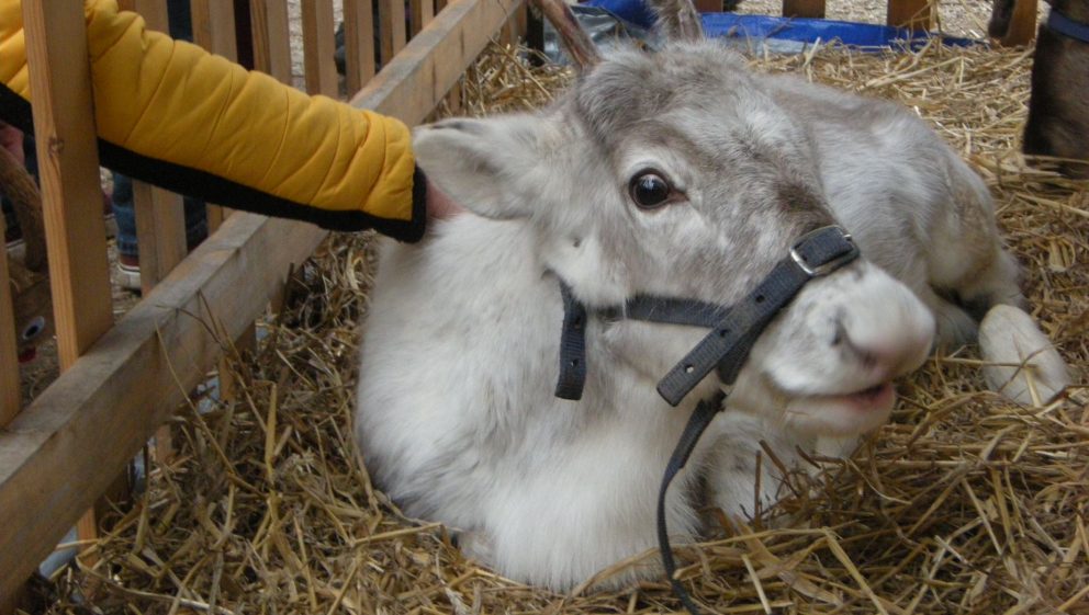 Baby reindeer