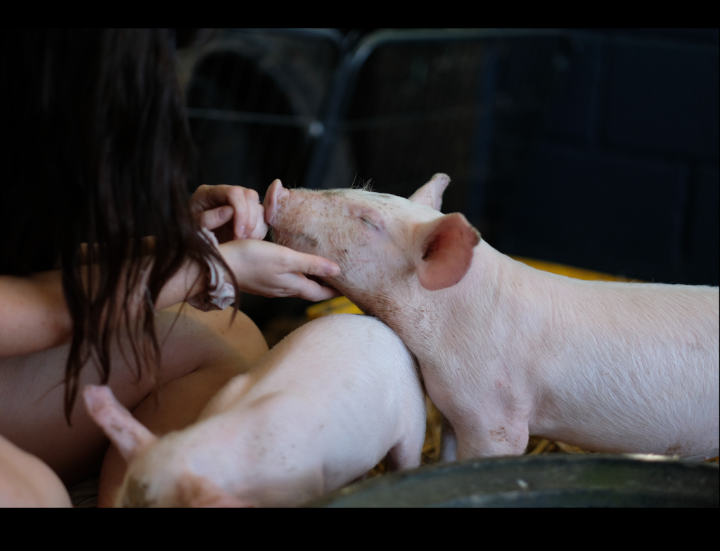 Why going vegan is better for the planet: World Vegan Month - Animal Aid