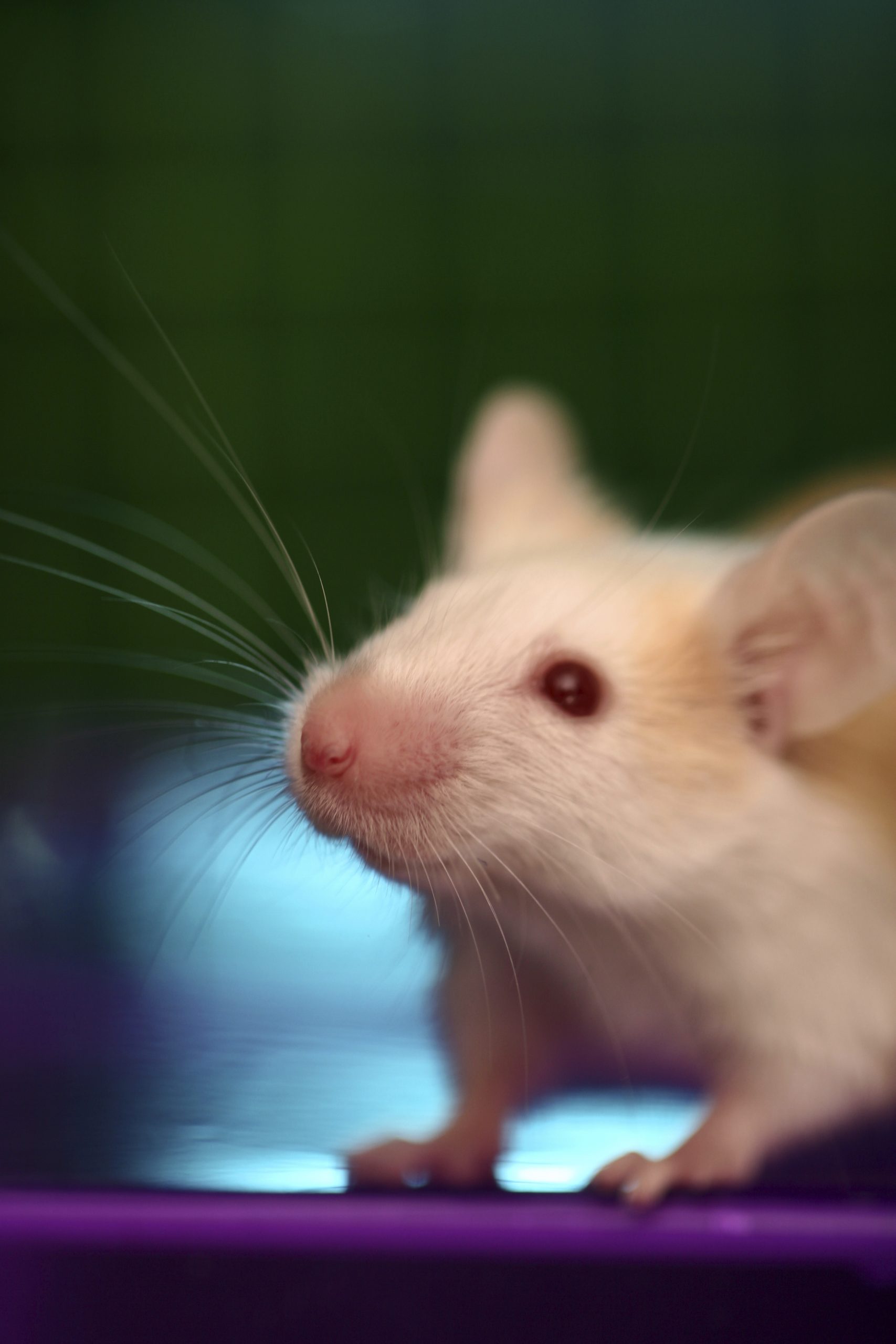 iStock white mouse colour background scaled Cruelty Revealed in Government Reports