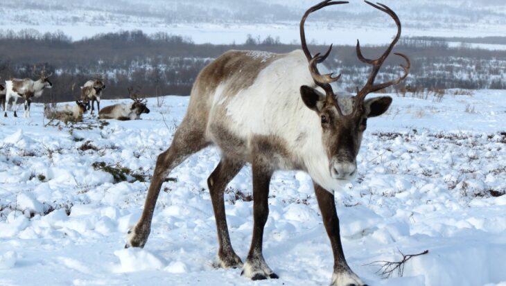 reindeer 2524815 1920 4 Vegan Christmas options in UK supermarkets