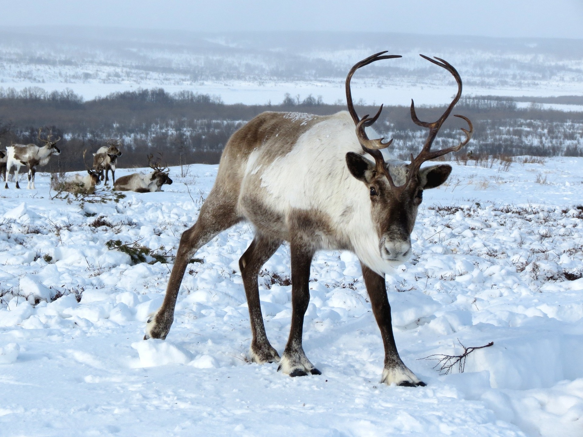 reindeer 2524815 1920 4 Your Actions for Reindeer are Working!