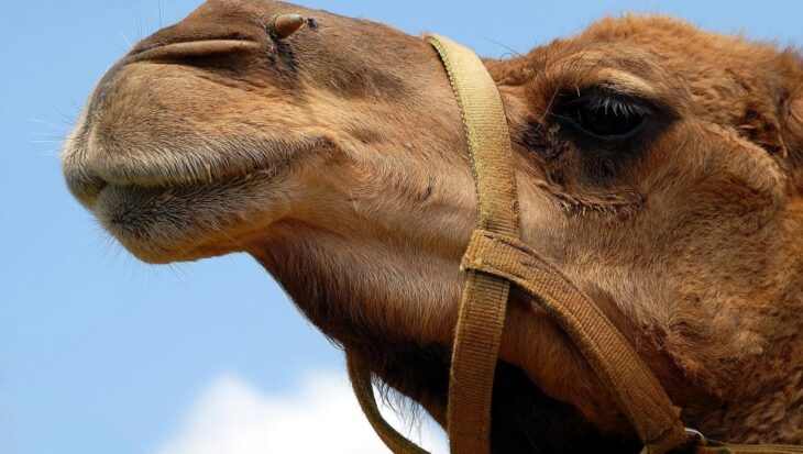 camel 1624643 1920 992x561 2 10 years of Veganuary! - Animal Aid