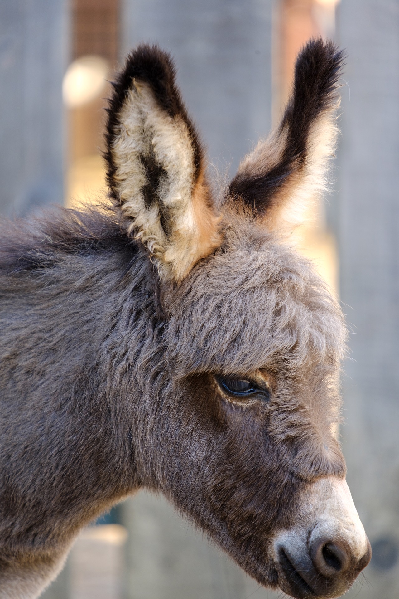 Donkeys are known to mask signs of distress, so their suffering can easily go unnoticed.