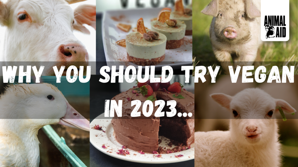 General Why you should try vegan in 2023!