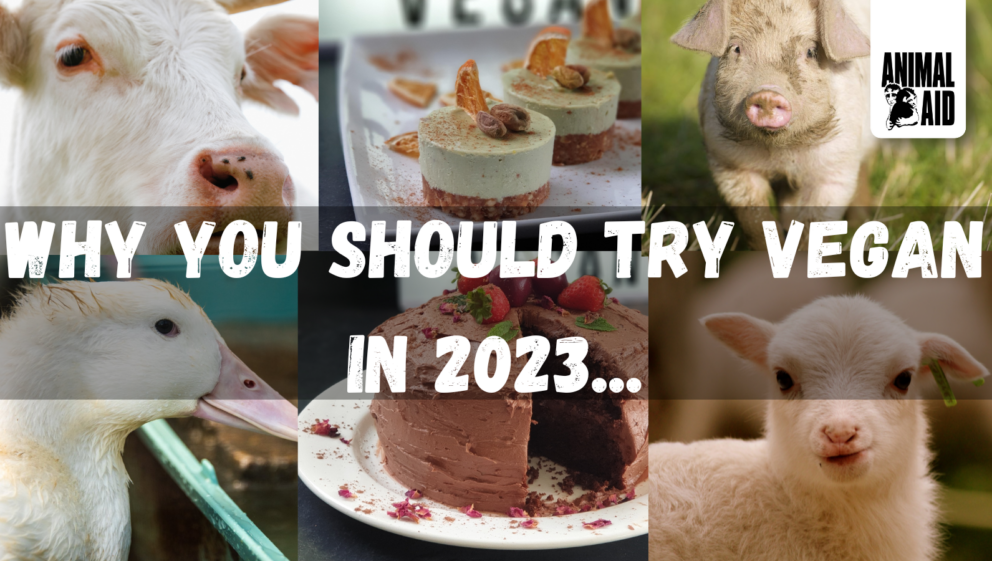 Why you should try vegan in 2023! - Animal Aid