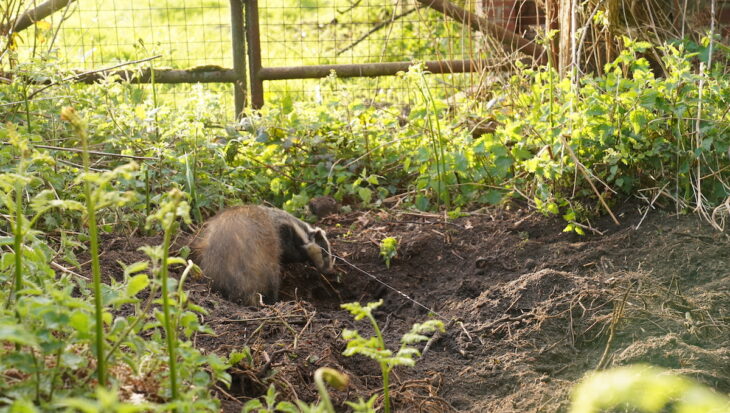 badger in snare small version Credit H.I.T 1 Why you should try vegan in 2023!