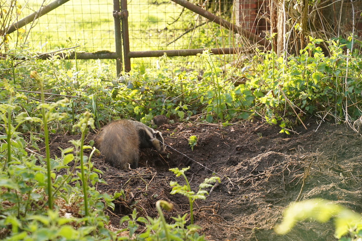 badger in snare small version Credit H.I.T 1 Parliament to debate a ban on snares