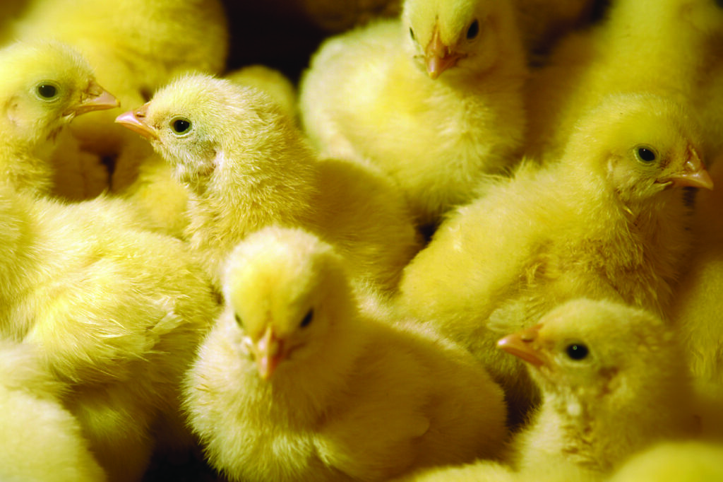 Chicks istock Remove chick hatching from the curriculum – Take action!